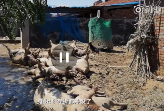 壽光水澇，為什么你現在才知道？
